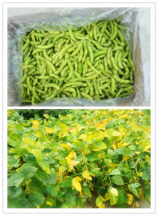 点击查看详细信息<br>标题：【农副产品】有机毛豆 阅读次数：8739