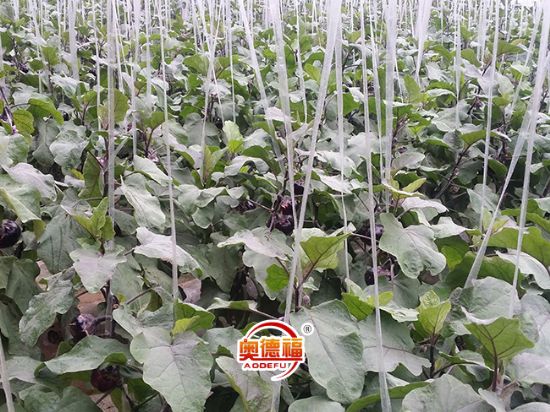 点击查看详细信息<br>标题：德福有机圆茄 阅读次数：6490