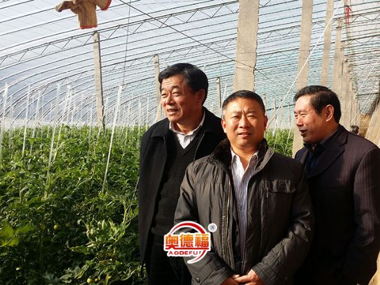 点击查看详细信息<br>标题：农业县长李华北农业局局长牛祥勇视察德福大棚 阅读次数：7173