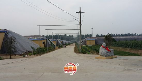 点击查看详细信息<br>标题：德福农业大棚 阅读次数：6585