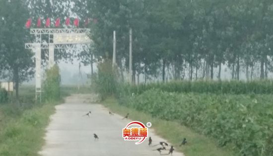 点击查看详细信息<br>标题：小鸟在歌唱 阅读次数：6179